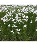 Achillea ptarmica The Pearl